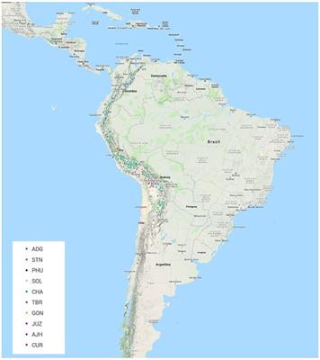 Promiscuous potato: elucidating genetic identity and the complex genetic relationships of a cultivated potato germplasm collection